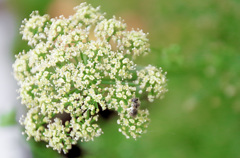 パセリの花