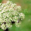 パセリの花