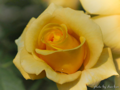 Rosa 'Friesia'Ⅱ