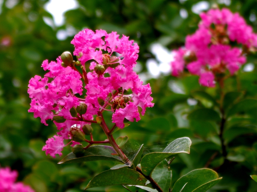 Crape myrtle
