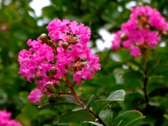 Crape myrtle
