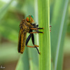 Predator of green compound eyes