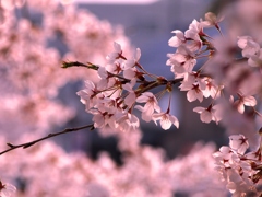 桜