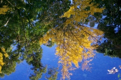 秋の彩 '14.11 万博公園③