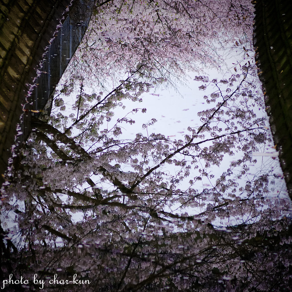 揺蕩う桜花