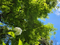 梅雨の晴れ間に