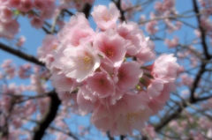 河津桜①