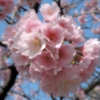 河津桜①
