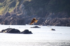 獲物を探して・・・