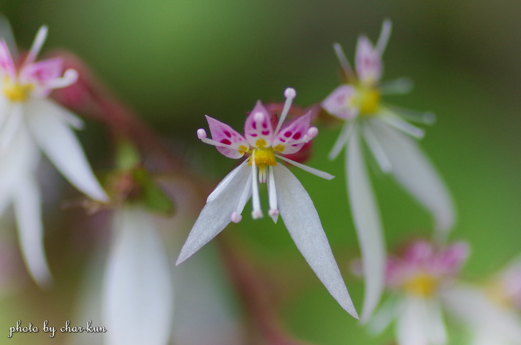 Strawberry Saxifrage