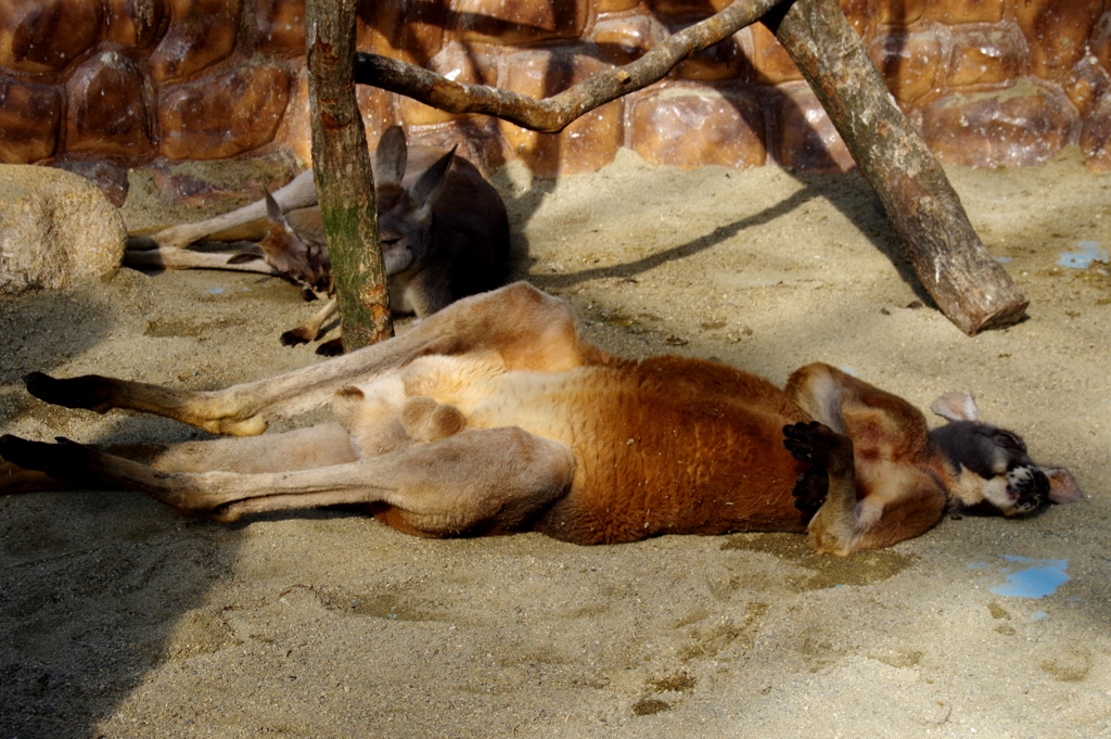 Zzzz...③