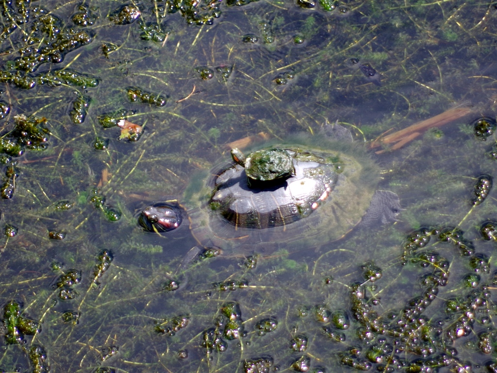 ♪親亀のぉ背中にぃ子亀を乗せてぇ～♪