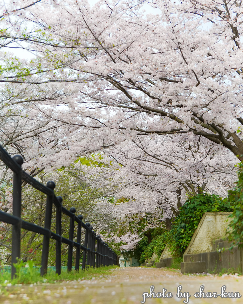 桜隧道