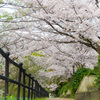 桜隧道