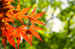 新緑の中で「春紅葉」