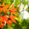新緑の中で「春紅葉」