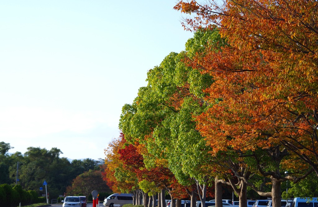紅葉の色見本