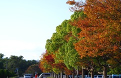 紅葉の色見本