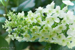 長居公園植物園～紫陽花の季節 Ⅳ