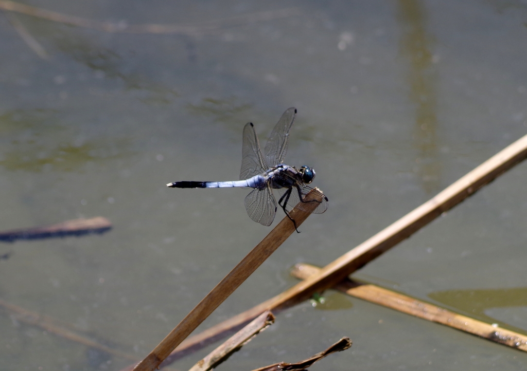 シオカラトンボ