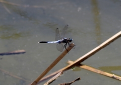 シオカラトンボ