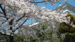 花満開～播州姫路にて