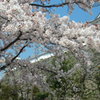 花満開～播州姫路にて