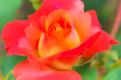 The rose which asserts itself