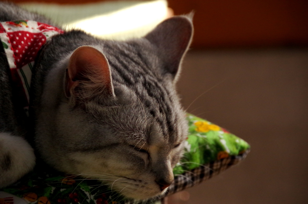 Zzzz....①