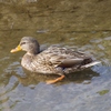 マガモ♀