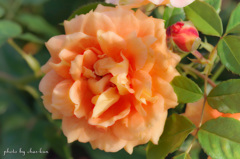 Rosa 'Manyo'