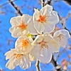 近所のソメイヨシノ②