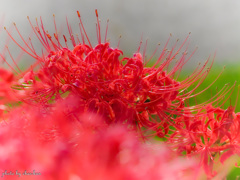 Cluster amaryllis