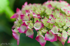 長居公園植物園～紫陽花の季節 Ⅵ