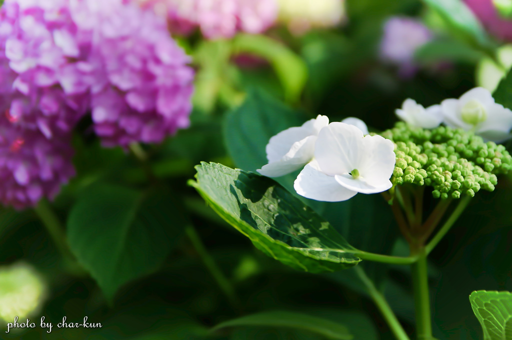 長居公園植物園～紫陽花の季節 Ⅶ