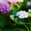 長居公園植物園～紫陽花の季節 Ⅶ