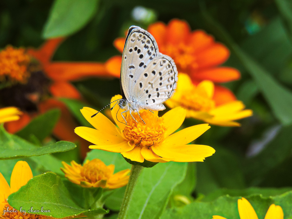 お得意先の花壇で 3