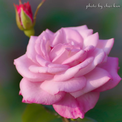 Rosa 'Pastel Mauve'