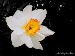 Narcissus