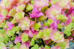 Hydrangea of the coming out beginning