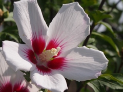 ムクゲの花