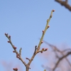 春はまだ先・・・