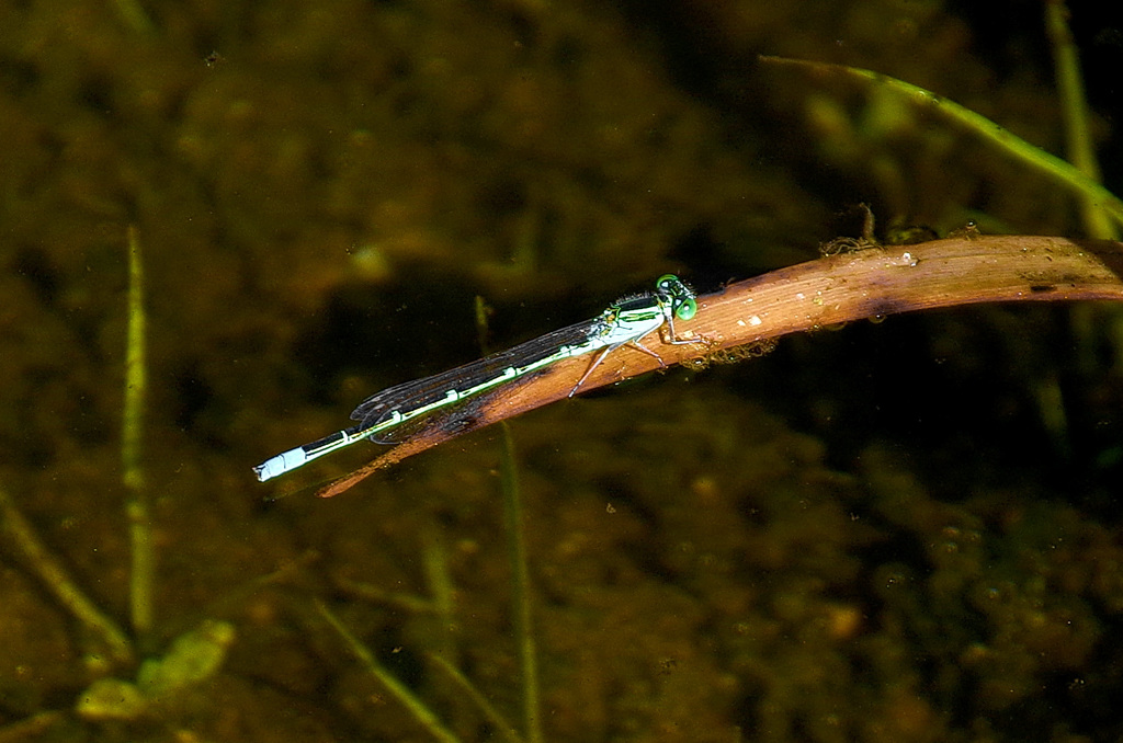 セスジイトトンボ♂