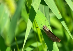 イチモンジセセリ