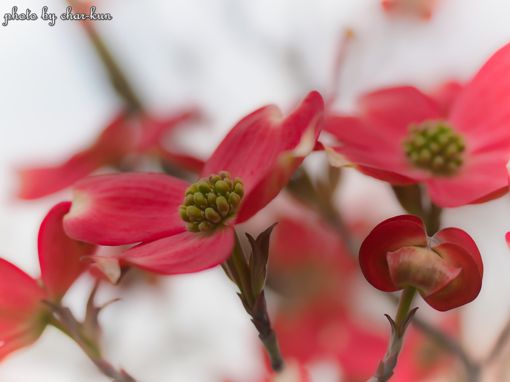 love undiminished by adversity