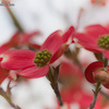 love undiminished by adversity