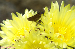 サボテンの花とセセリン