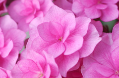 Hydrangeas in full bloom
