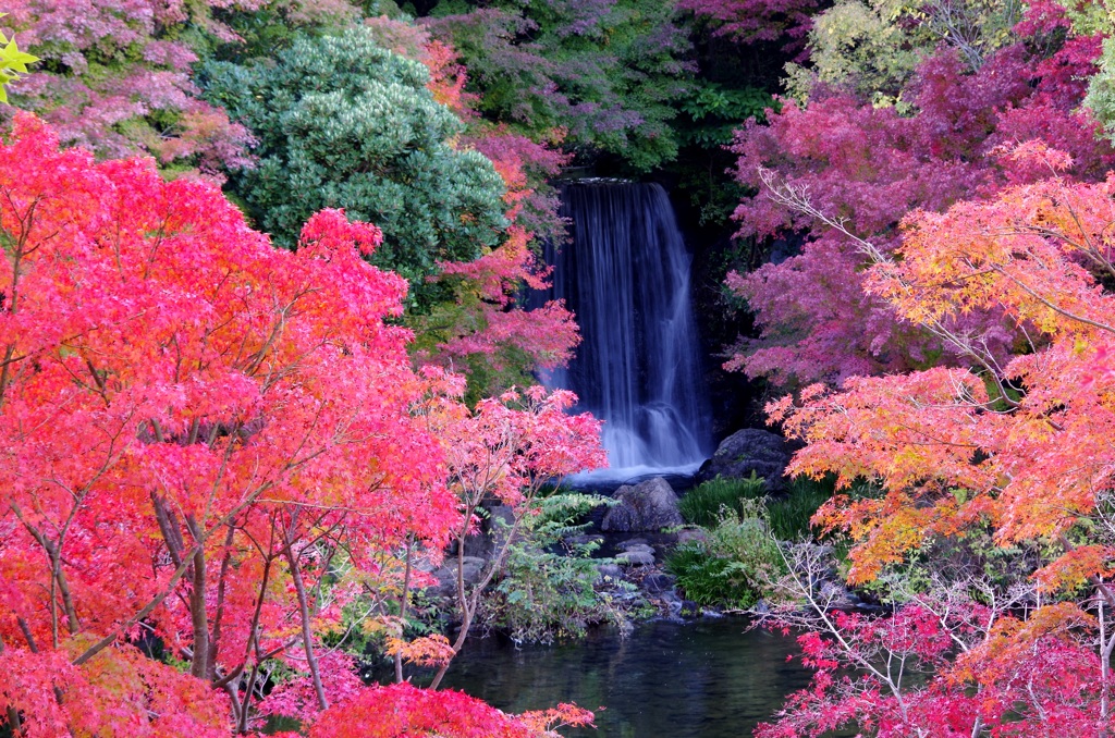 秋の彩 '14.11 万博公園④