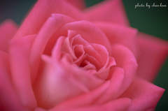 Ardent love